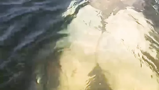 Видео #4
